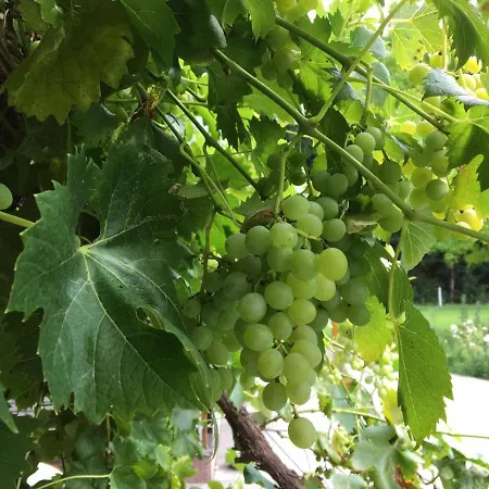 Wein-chalet W141